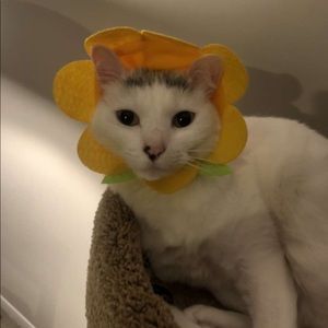 Meet your Posher, Taylor